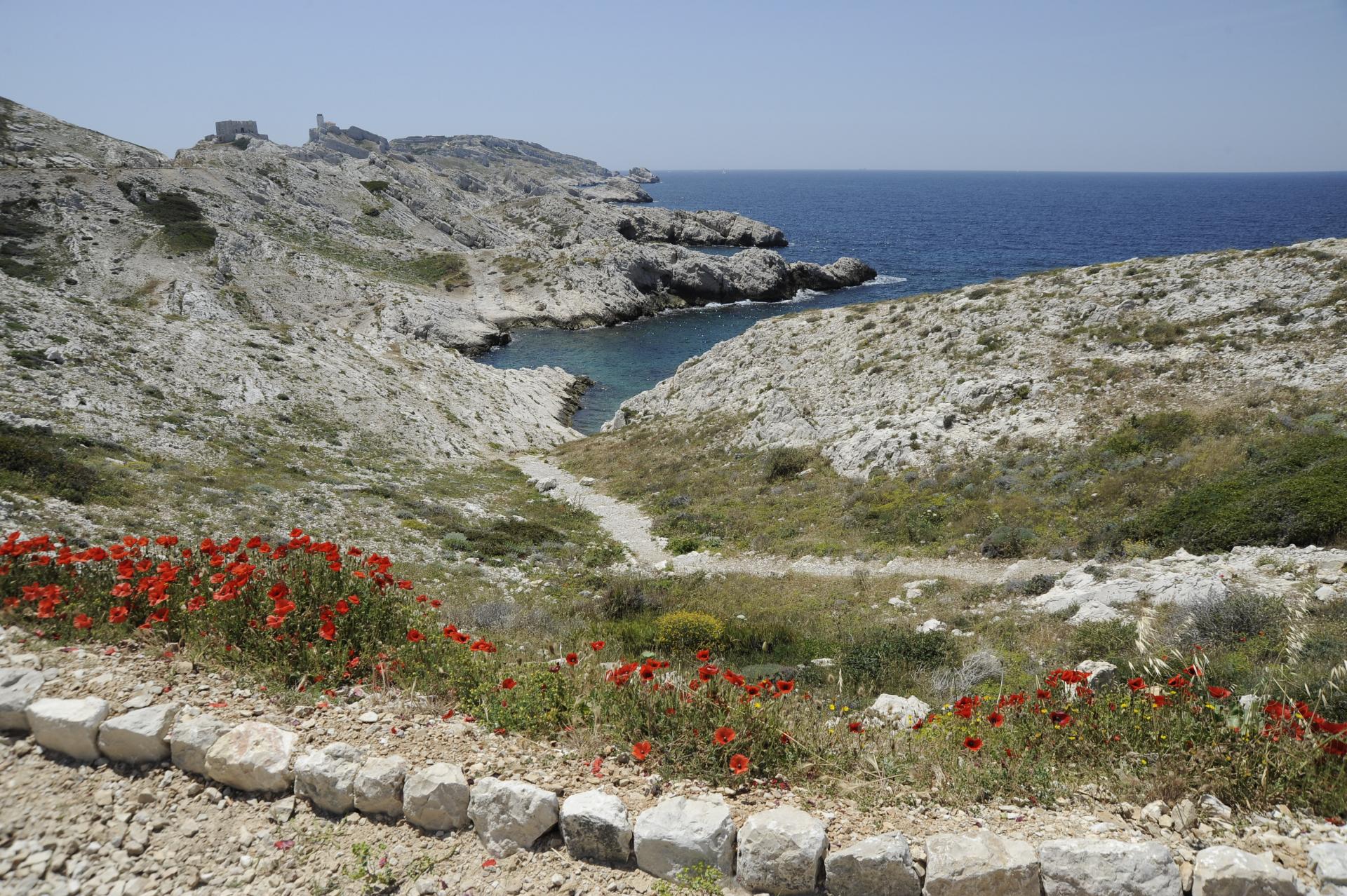 Iles du Frioul Marseille, crique et coquelicots